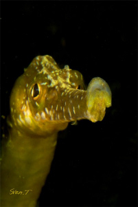 A curious pipefishe (syngnathus) by Sven Tramaux 